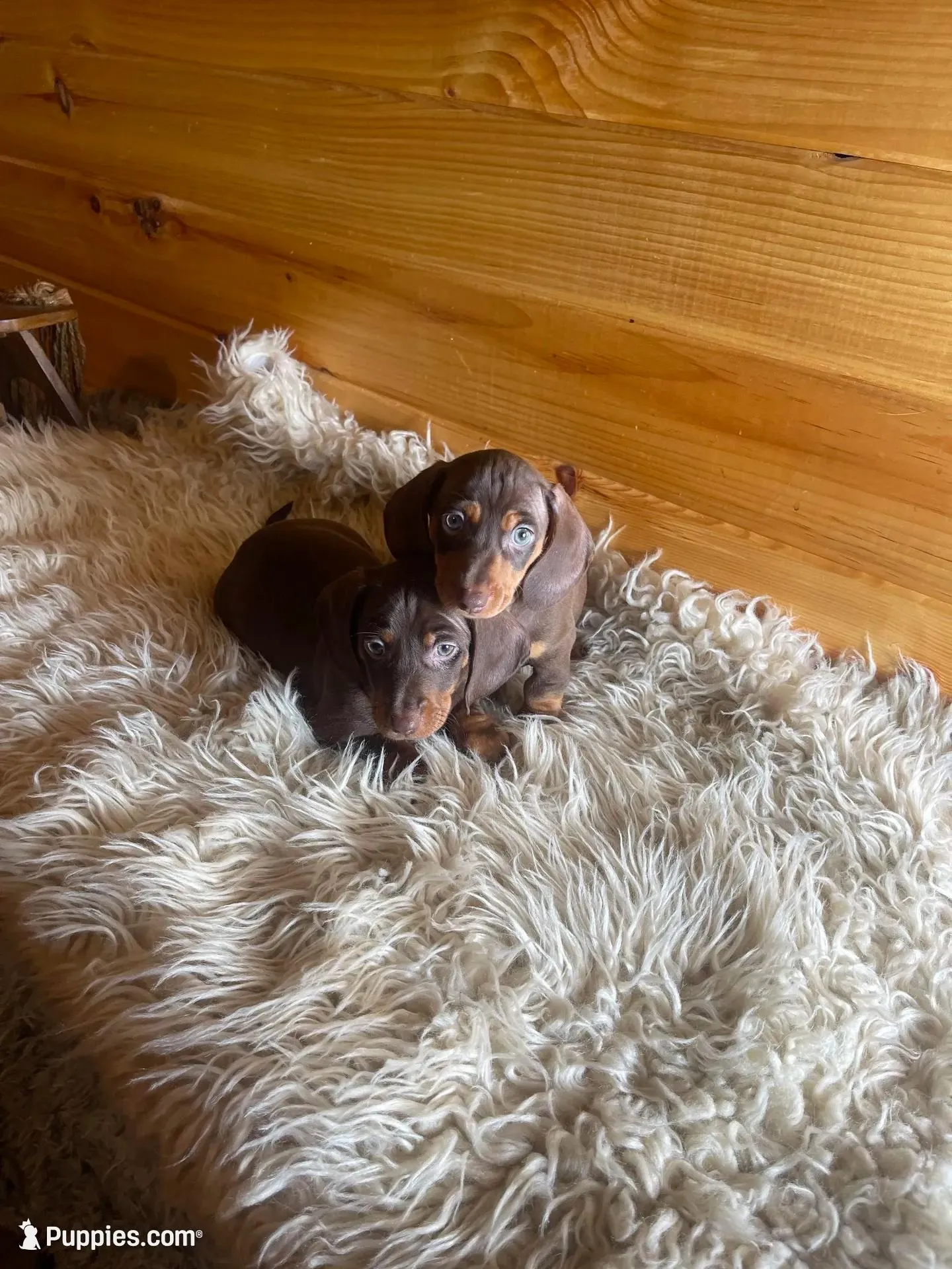 Razor , a male Miniature Dachshund for sale in Crossville, TN – 1 of 9