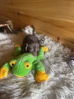 Razor , a male Miniature Dachshund for sale in Crossville, TN – Photo 5 of 7