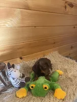 Razor , a male Miniature Dachshund for sale in Crossville, TN – 4 of 9