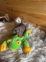 Razor , a male Miniature Dachshund for sale in Crossville, TN – Photo 1 of 7