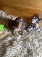 Razor , a male Miniature Dachshund for sale in Crossville, TN – Photo 7 of 7