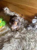 Razor , a male Miniature Dachshund for sale in Crossville, TN – Photo 6 of 7