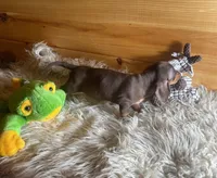 Razor , a male Miniature Dachshund for sale in Crossville, TN – Photo 2 of 7