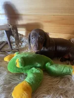 Razor , a male Miniature Dachshund for sale in Crossville, TN – 2 of 9