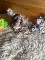 Razor , a male Miniature Dachshund for sale in Crossville, TN – Photo 3 of 7