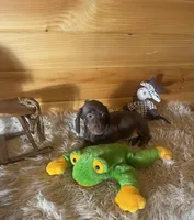Razor , a male Miniature Dachshund for sale in Crossville, TN – 8 of 9