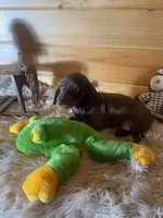Razor , a male Miniature Dachshund for sale in Crossville, TN – 7 of 9