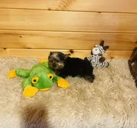 Howie, a male Yorkshire Terrier for sale in Crossville, TN – 7 of 8