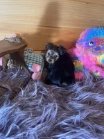 Duchess , a female Morkie for sale in Crossville, TN – 6 of 7