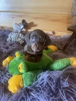 Dagger, a male Miniature Dachshund for sale in Crossville, TN – 1 of 7