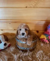 Ranger, a male Maltipoo for sale in Crossville, TN – 3 of 6