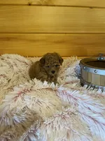 Lizzie, a female Maltipoo for sale in Crossville, TN – 5 of 7