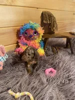 Delilah, a female Miniature Dachshund for sale in Crossville, TN – 5 of 7