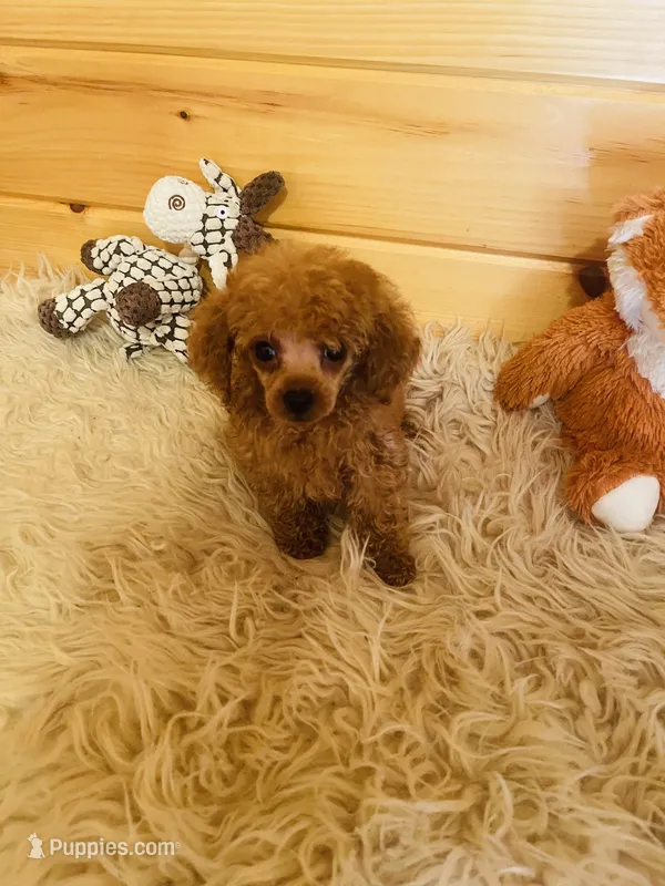 Rascal  – Poodle - Toy  puppy for sale in Crossville, TN