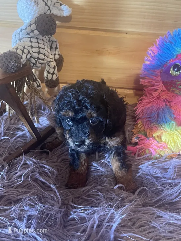 Pepe – Yorkipoo, Yorkshire Terrier puppy for sale in Crossville, TN