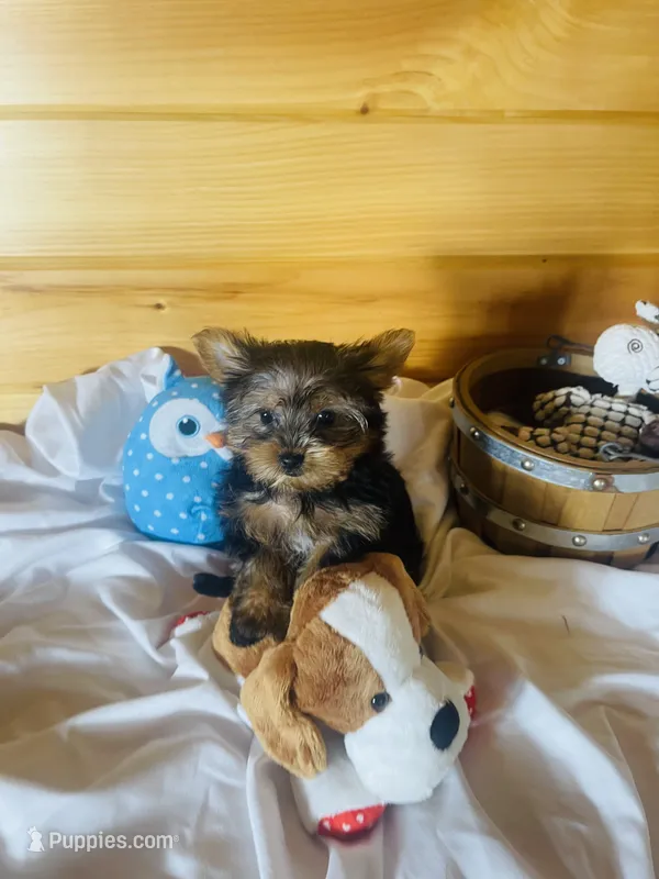 Howie – Yorkshire Terrier puppy for sale in Crossville, TN