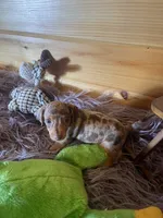 Devon, a male Miniature Dachshund for sale in Crossville, TN – 1 of 7