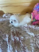 Molly, a female Maltipoo for sale in Crossville, TN – 3 of 7