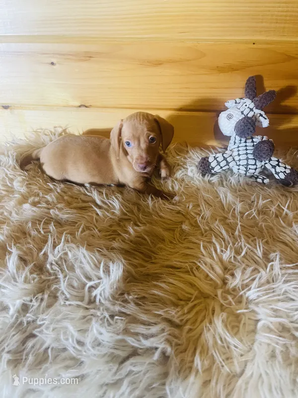 Devon – Miniature Dachshund puppy for sale in Crossville, TN