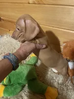 Devon, a male Miniature Dachshund for sale in Crossville, TN – 2 of 9