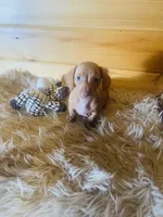 Devon, a male Miniature Dachshund for sale in Crossville, TN – 7 of 9