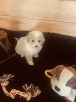 Gus, a male Maltipoo for sale in Crossville, TN – Photo 3 of 6