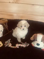 Gus, a male Maltipoo for sale in Crossville, TN – Photo 5 of 6