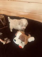 Gus, a male Maltipoo for sale in Crossville, TN – Photo 4 of 6