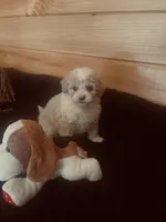 Gus, a male Maltipoo for sale in Crossville, TN – Photo 1 of 6