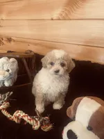 Gus, a male Maltipoo for sale in Crossville, TN – Photo 6 of 6