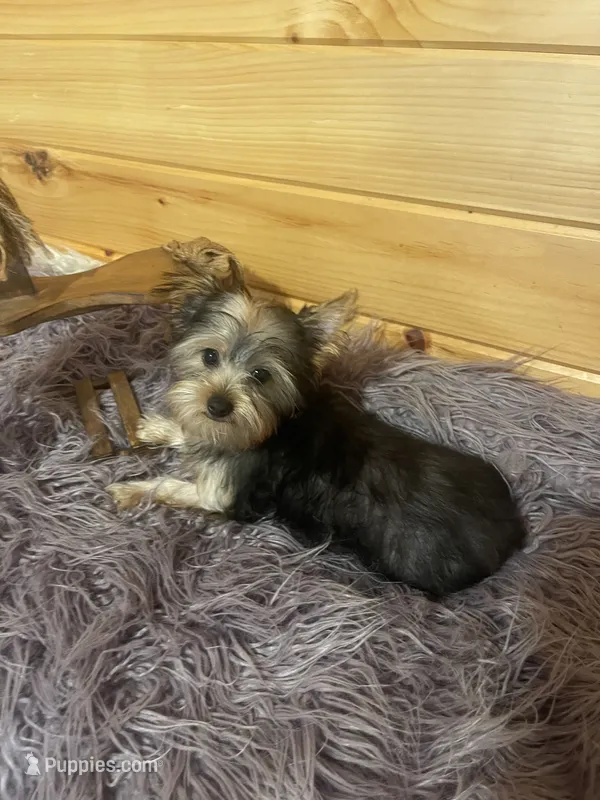 Spike – Yorkshire Terrier puppy for sale in Crossville, TN