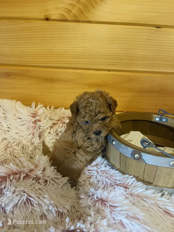 Lizzie – Maltipoo puppy for sale in Crossville, TN