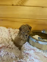 Lizzie, a female Maltipoo for sale in Crossville, TN – 2 of 7
