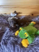 Dagger, a male Miniature Dachshund for sale in Crossville, TN – 7 of 7