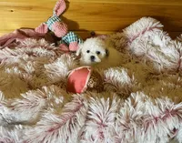 Misty, a female Maltipoo for sale in Crossville, TN – 3 of 7
