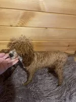 Cash, a male Poodle - Toy  for sale in Crossville, TN – 2 of 3