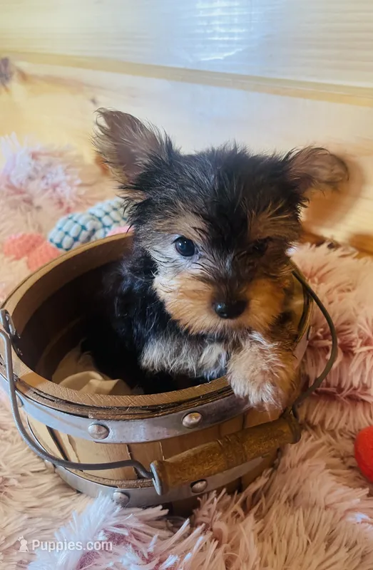 Chantilly – Yorkshire Terrier puppy for sale in Crossville, TN
