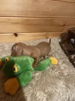 Devon, a male Miniature Dachshund for sale in Crossville, TN – 8 of 9