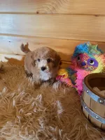 Ranger, a male Maltipoo for sale in Crossville, TN – 4 of 6