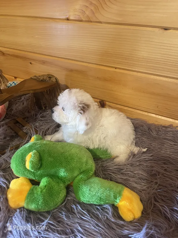 Max – Yorkipoo, Yorkshire Terrier puppy for sale in Crossville, TN
