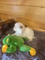 Max, a male Yorkipoo for sale in Crossville, TN – 3 of 7