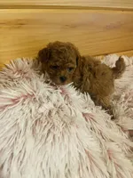 Lizzie, a female Maltipoo for sale in Crossville, TN – 6 of 7
