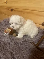 Dexter, a male Maltese and Mal Shi for sale in Crossville, TN – 6 of 6