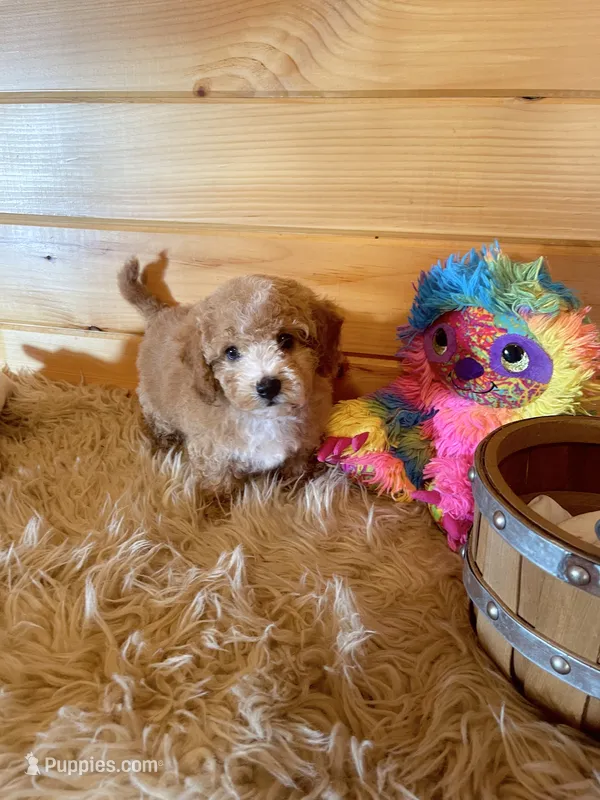 Ranger – Maltipoo puppy for sale in Crossville, TN