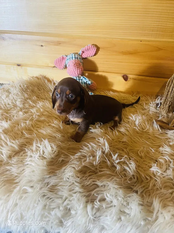 Delilah – Miniature Dachshund puppy for sale in Crossville, TN