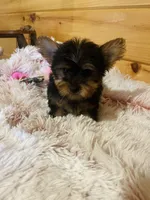 Maggie, a female Yorkshire Terrier for sale in Crossville, TN – Photo 6 of 6