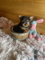 Maggie, a female Yorkshire Terrier for sale in Crossville, TN – Photo 1 of 6