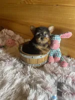 Maggie, a female Yorkshire Terrier for sale in Crossville, TN – Photo 5 of 6