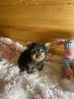 Maggie, a female Yorkshire Terrier for sale in Crossville, TN – Photo 2 of 6