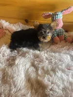 Maggie, a female Yorkshire Terrier for sale in Crossville, TN – Photo 4 of 6